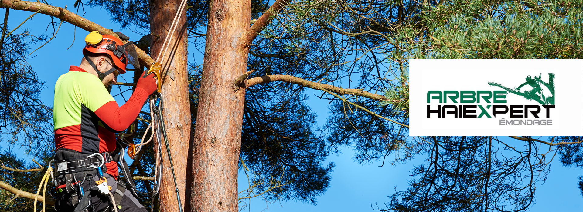 Faites appel à des arboriculteurs certifiés